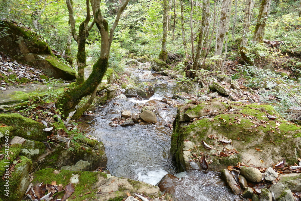 高山市内 森林と川 高山市内 森林と川