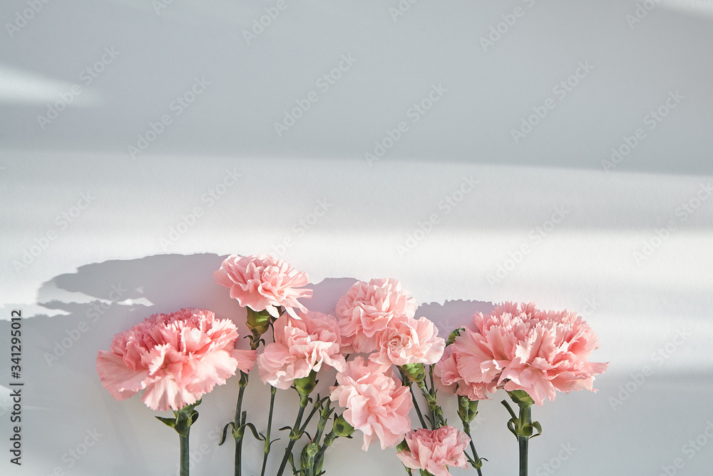 Fototapeta premium Top view of pink carnations on white background with sunlight and shadows