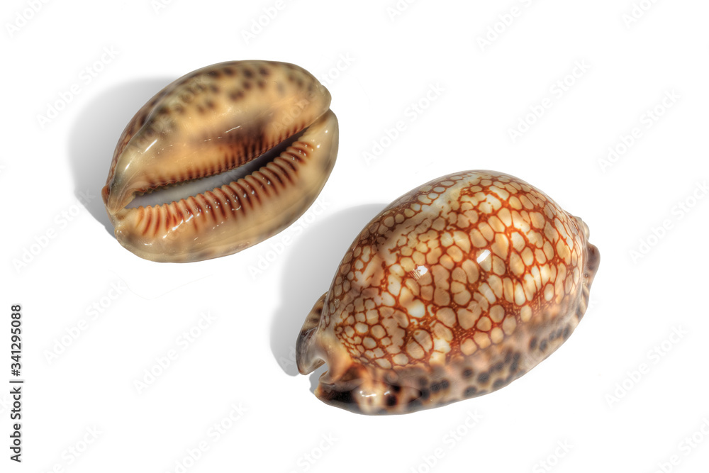 The beautiful spotted shells of the reticulated cowrie, found in the tropical South Pacific. Isolated on white The beautiful spotted shells of the reticulated cowrie, found in the tropical South Pacific. Isolated on white