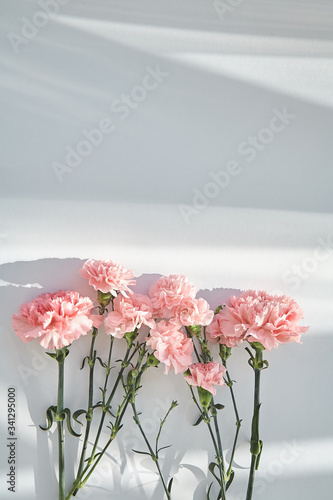 top view of pink carnations on white background with sunlight and shadows