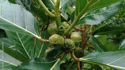 Fragrant Screwpine (Pandanus fascicularis, Pandanus odorifer, Pandanus tectorius) with nature background. Fragrant plant in Indonesia. photo