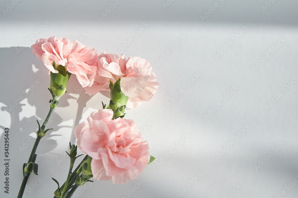 top view of pink carnations on white background with sunlight and shadows