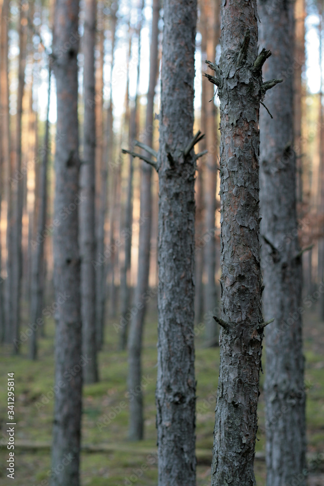 beautiful forest and beautiful forest paths
beautiful forest and beautiful forest paths