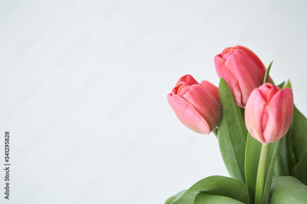 spring blooming pink tulips with green leaves isolated on white spring blooming pink tulips with green leaves isolated on white