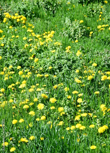 Unber  hrte Wildblumenwiese mit gelben L  wenzahnbl  ten im Sonnenschein
