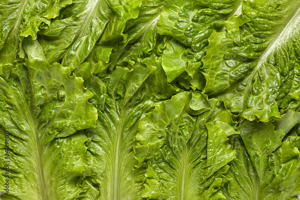 Fototapeta premium Fresh green lettuce salad closeup. Top view.