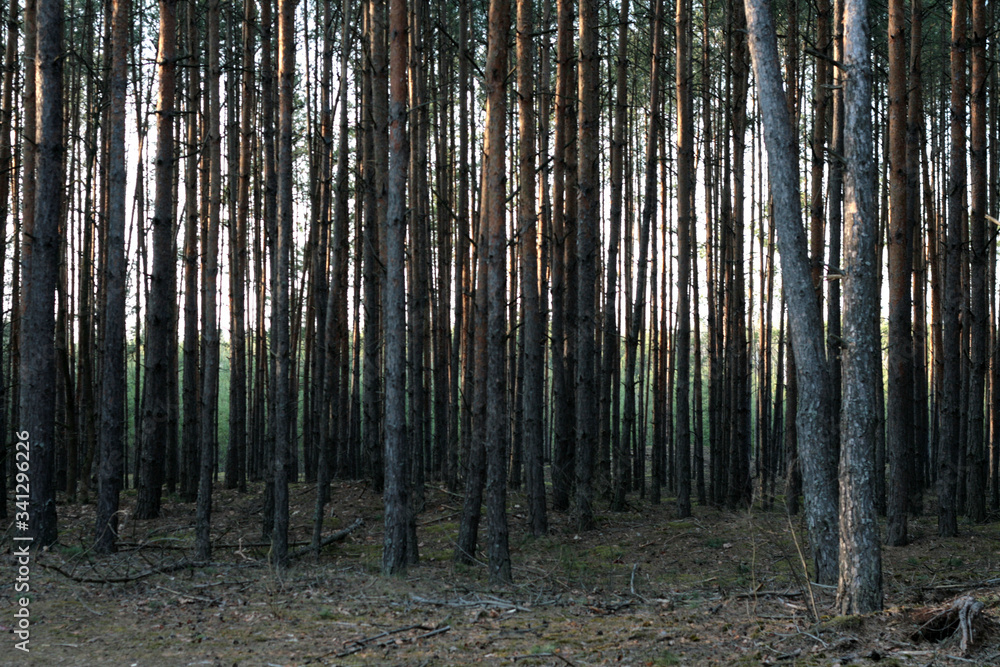 Fototapeta premium beautiful forest and beautiful forest paths