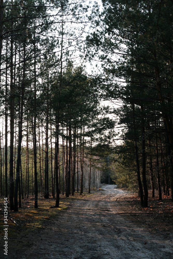 Fototapeta premium beautiful forest and beautiful forest paths