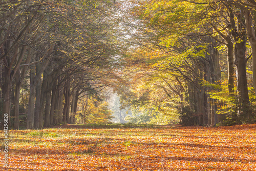 Felbrigg woods in Norfolk.