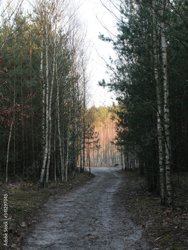  beautiful forest and beautiful forest paths © Artur