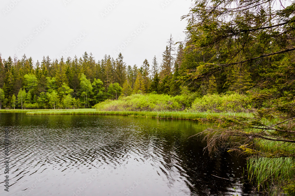 étang de la gruère, la gruère, see, moorsee, moor, weiher, hochmoor, wanderweg, spazierweg, Wald, Waldweg, Wasserpflanzen, torfmoos, jura, Naturschutz, frühling, sommer, schweiz étang de la gruère, la gruère, see, moorsee, moor, weiher, hochmoor, wanderweg, spazierweg, Wald, Waldweg, Wasserpflanzen, torfmoos, jura, Naturschutz, frühling, sommer, schweiz