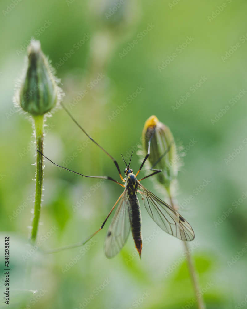 Fototapeta premium flying bug on a leaf