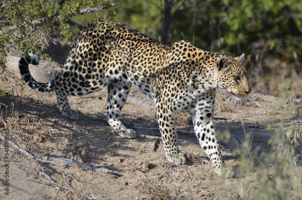 Obraz premium Leopard strolling in the bush 
