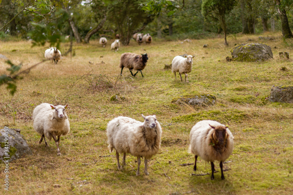 Fototapeta premium A sheep flock in the nature