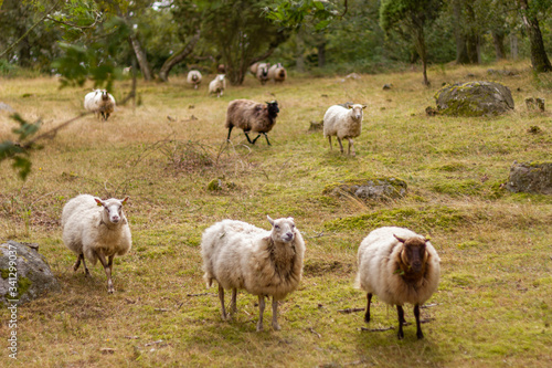 A sheep flock in the nature © Bohdan