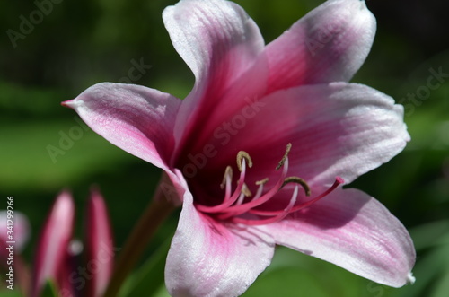 Close up of pink flower