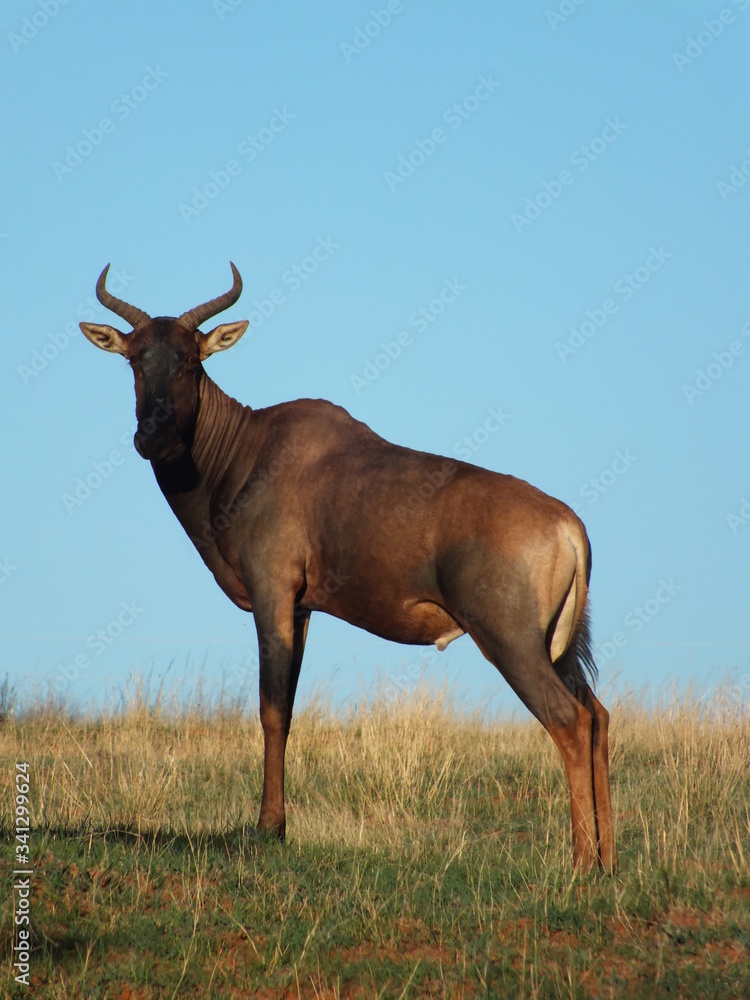 Antelope standing on hillside Antelope standing on hillside