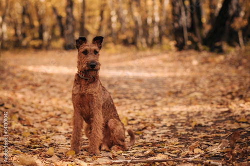 Cuadro en lienzo irish terrier walk in the autumn forest