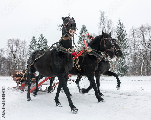 Russian Russian Troika of horses, Russian long harness but go fast, without a king in your head