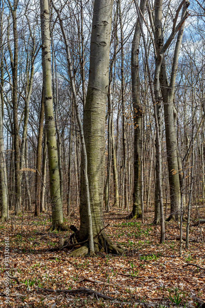 Obraz premium Beautiful Spring Woods
