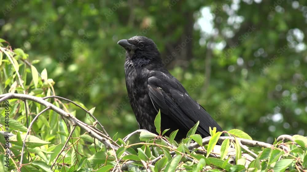 4K Flying Crow, Raven, Black Birds on Branch in Cherry Tree, Nature Summer View 4K Flying Crow, Raven, Black Birds on Branch in Cherry Tree, Nature Summer View
