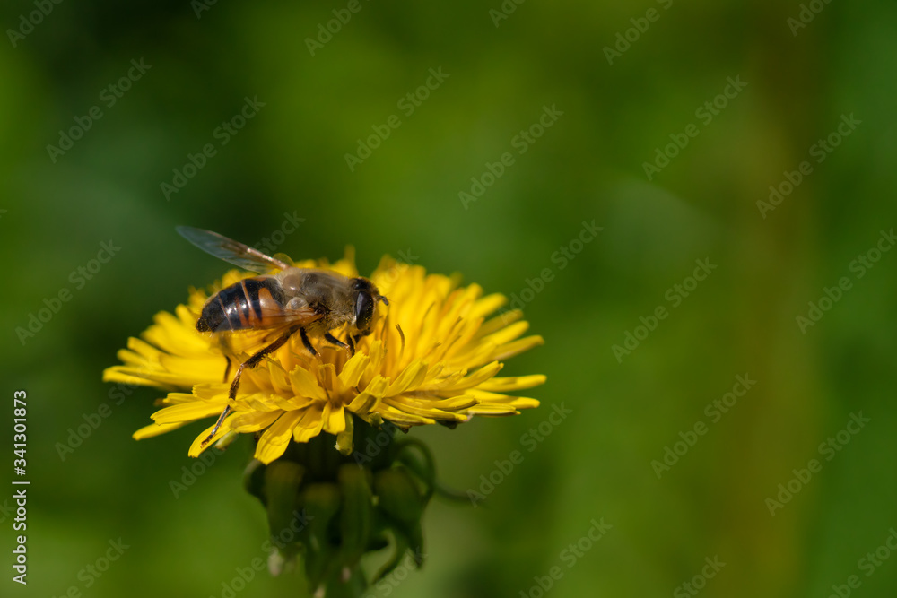 Fototapeta premium An insect hoverflies sits on a yellow dandelion flower and collect nectar. The background is blurry. Close-up.