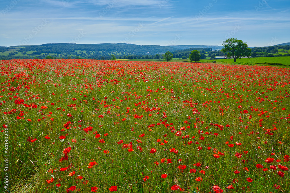 Poppy field summer day Derbyshire uk