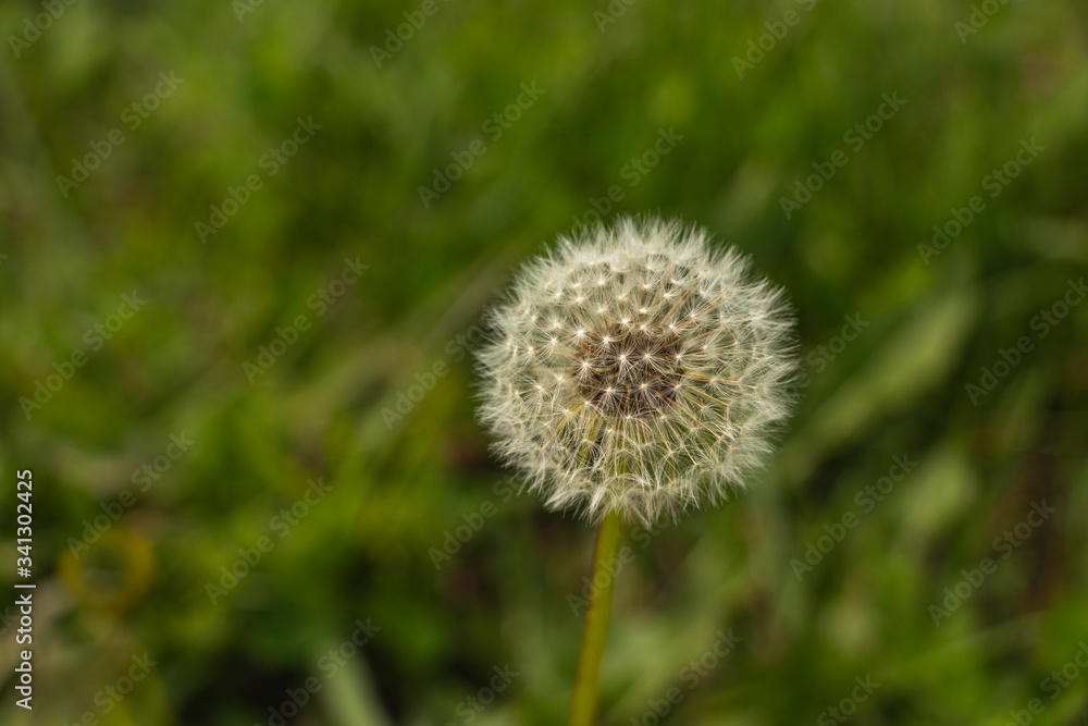 Dandelion seeds blooming in the field in April Dandelion seeds blooming in the field in April