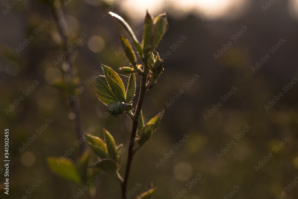 Obraz premium green leaves in the morning sun