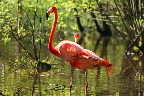 pink Flamingo