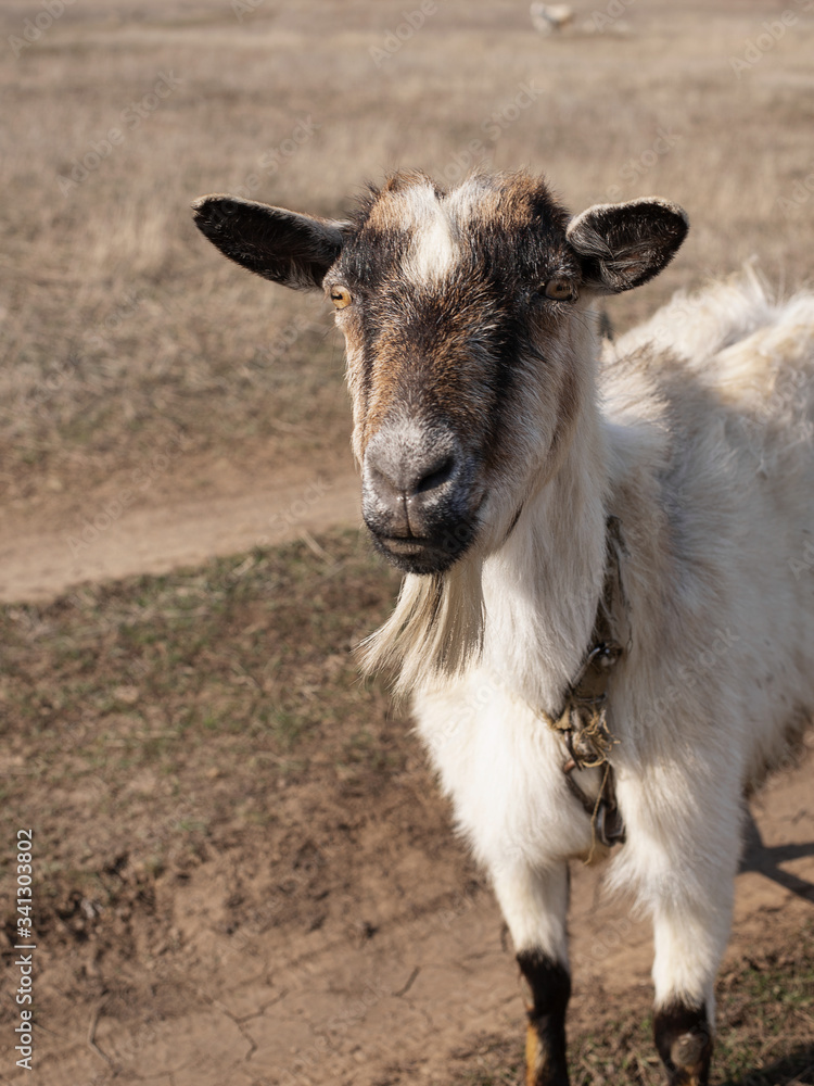 Obraz premium Portrait of a brown-white goat in a field