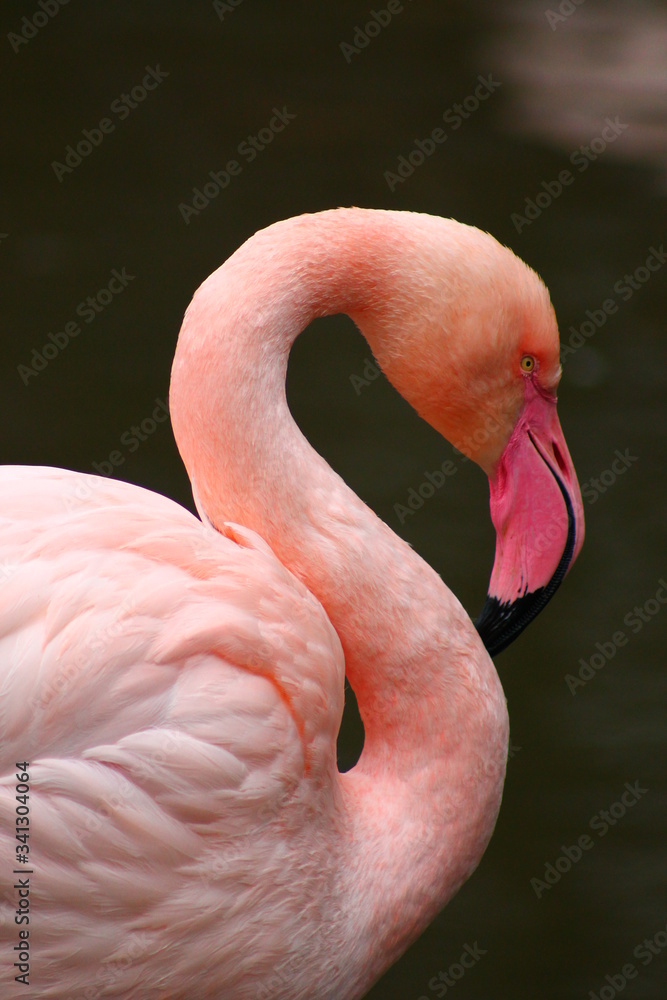 Fototapeta premium pink Flamingo