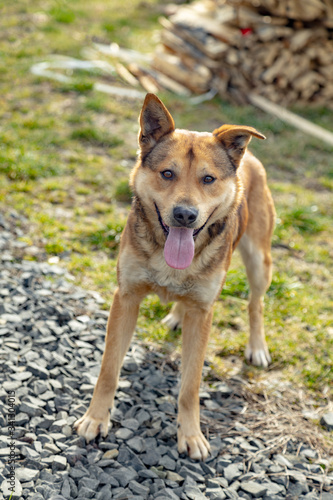 Happy home thoroughbred dog on the backyard during sunny day. Authentic farm series.