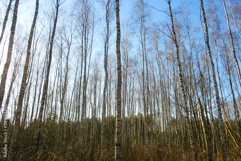 The trunks of birch trees with white bark. Birch trees trunks. Beautiful landscape with white birches. The trunks of birch trees with white bark. Birch trees trunks. Beautiful landscape with white birches.