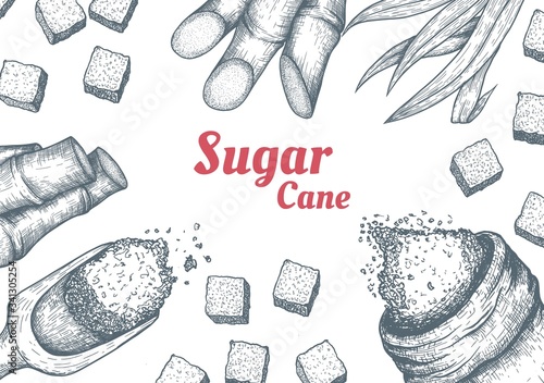 Collection of sugarcane: cane sugar and sugarcane top view frame. Vector hand drawn engraved set illustration.