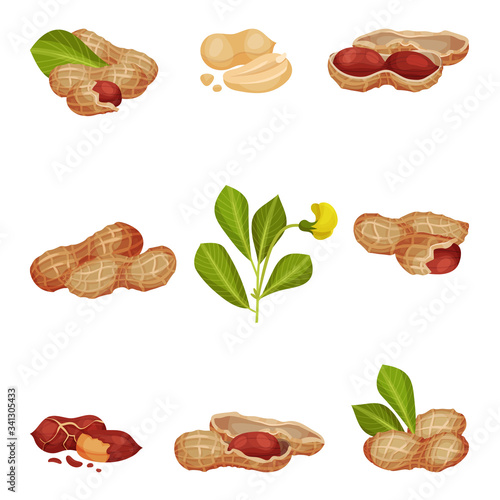 Peanut Kernel in Nutshell with Green Leaves Vector Set