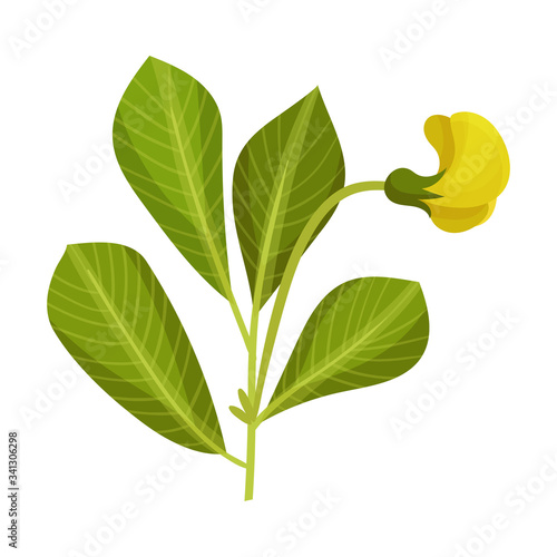 Green Peanut Plant with Blossoming Bud Vector Illustration