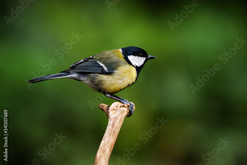 Great Tit in his environment. Her Latin name is Parus major.