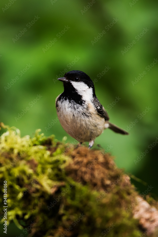 Coal Tit in her environment. Her Latin name is Periparus ater.