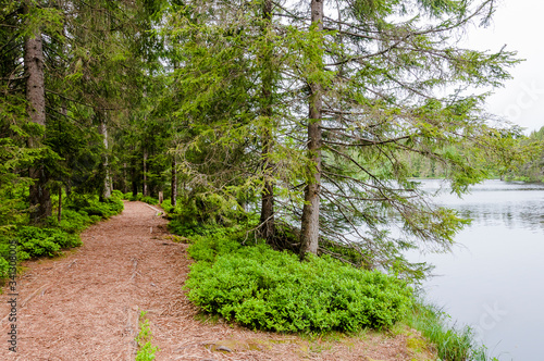 étang de la Gruère, la gruère, Moorsee, See, Weiher, Moor, Hochmoor, Wanderweg, Wald, Waldweg, Torfmoos, Naturschutzgebiet, Jura, Frühling, Sommer, Schweiz photo