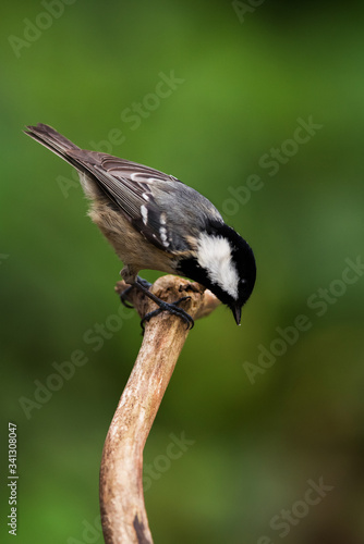 Coal Tit in her environment. Her Latin name is Periparus ater.