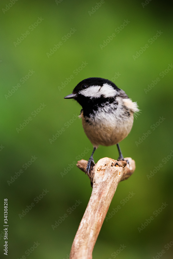 Coal Tit in her environment. Her Latin name is Periparus ater.