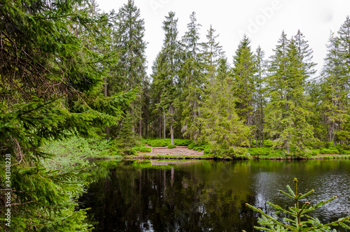 étang de la gruère, la gruère, see, moorsee, moor, weiher, hochmoor, wanderweg, spazierweg, Wald, Waldweg, Wasserpflanzen, torfmoos, jura, Naturschutz, frühling, sommer, schweiz