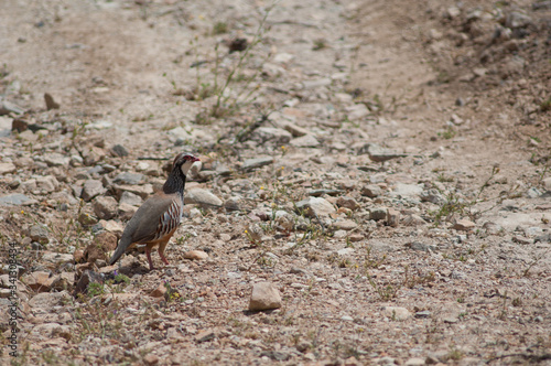 Red-legged partridge Alectoris rufa. Cruz de Pajonales. Integral Natural Reserve of Inagua. Tejeda. Gran Canaria. Canary Islands. Spain.