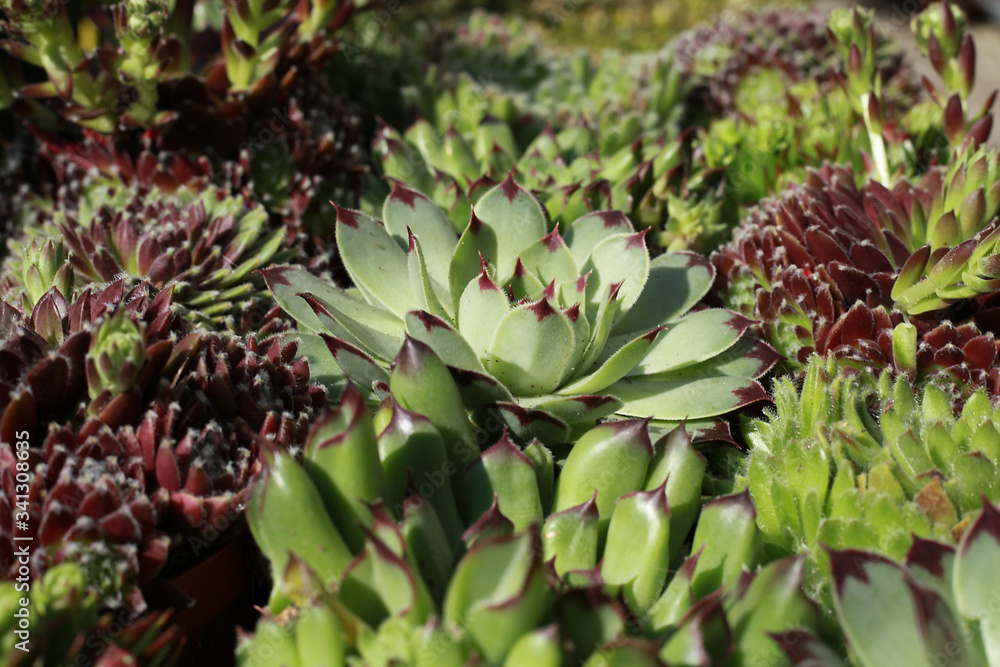 Différentes variétés de Sempervivum Différentes variétés de Sempervivum