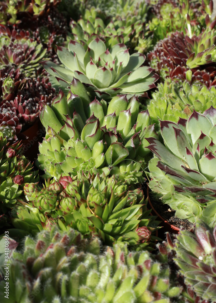 Fototapeta premium Różne odmiany Sempervivum