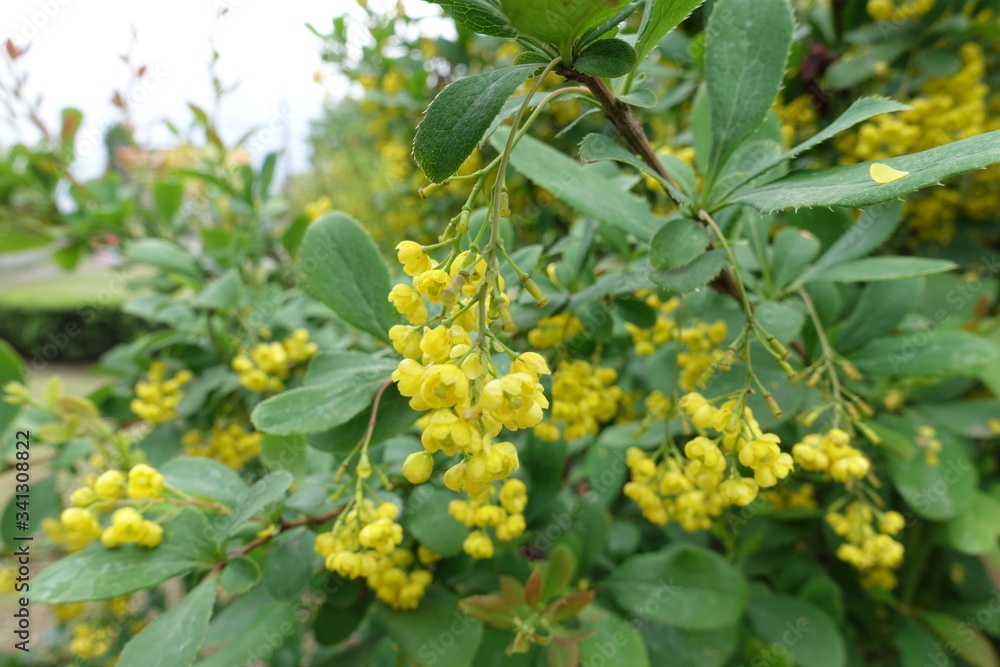 Closeup of panicle of yellow flowers of Berberis vulgaris in May Closeup of panicle of yellow flowers of Berberis vulgaris in May