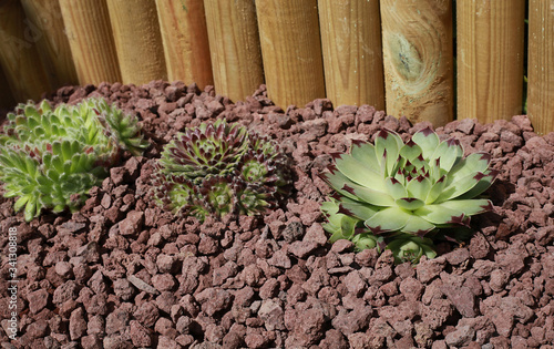 Différentes variétés de Sempervivum photo