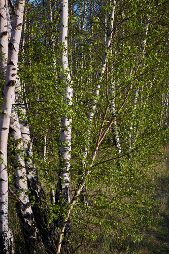 Fototapeta Naklejka Na Ścianę i Meble -  Las brzozowy w promieniach słońca