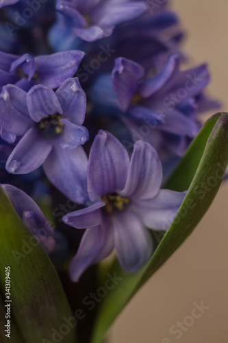 Violet flowers of a hyacinth